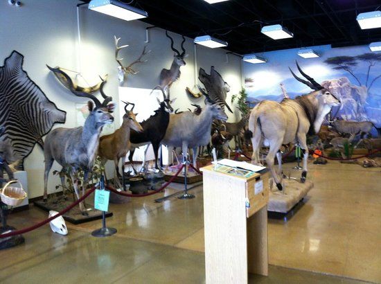 Call of the Wild Museum